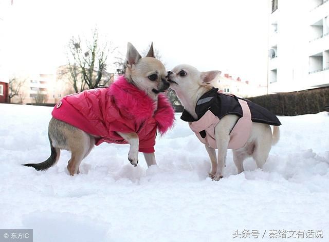 爆料「抖音」运营实战,如何获得高播放量背后的6点经验 爆料「抖音」运营实战,如何获得高播放量背后的6点经验