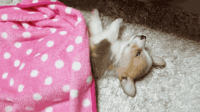 原来狗子喜欢睡觉的地方，跟主人的“亲密度”挂钩