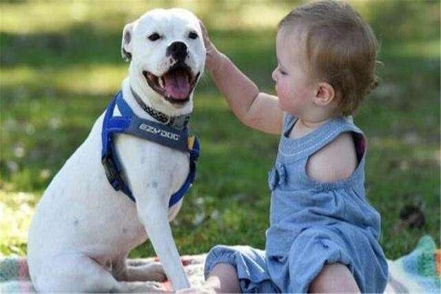 原来狗子喜欢睡觉的地方，跟主人的“亲密度”挂钩