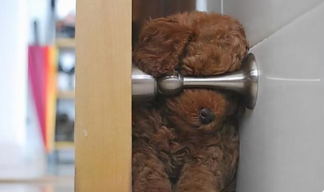 原来狗子喜欢睡觉的地方，跟主人的“亲密度”挂钩