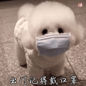 新手养狗，别养“娇气狗”，要养就养“比熊犬”