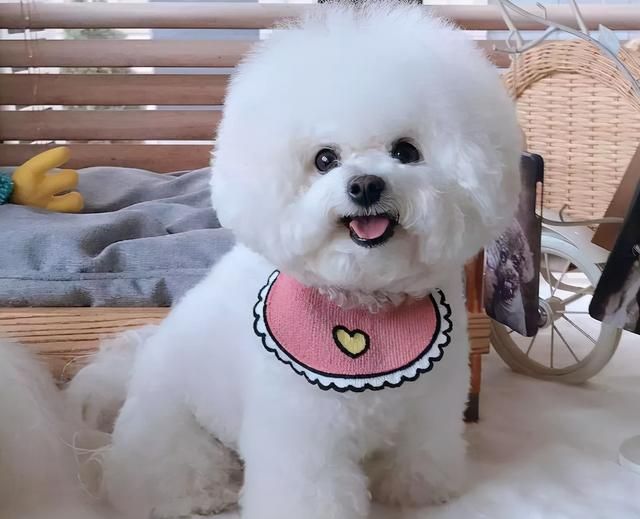 新手养狗，别养“娇气狗”，要养就养“比熊犬”