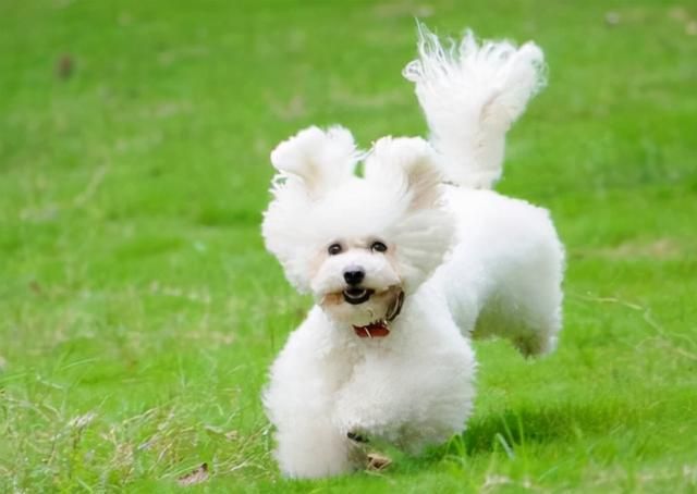 新手养狗，别养“娇气狗”，要养就养“比熊犬”