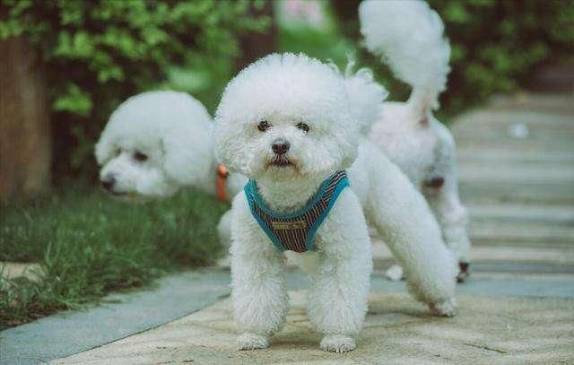 新手养狗，别养“娇气狗”，要养就养“比熊犬”