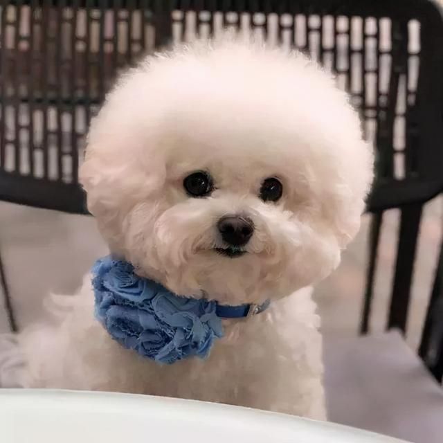 新手养狗，别养“娇气狗”，要养就养“比熊犬”