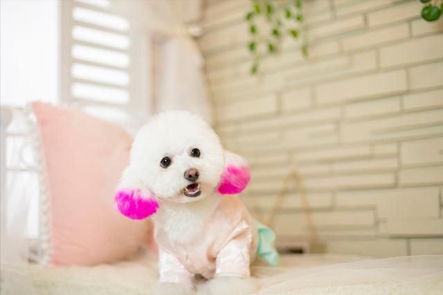 新手养狗，别养“娇气狗”，要养就养“比熊犬”