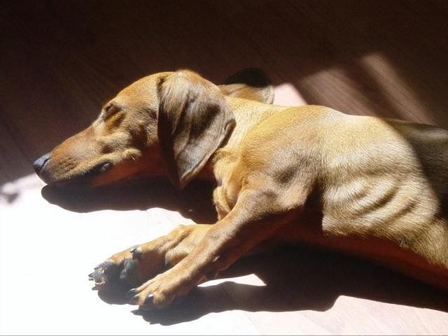 狗狗要是有这几种“状况”,多半是身体缺乏微量元素了 狗狗要是有这几种“状况”,多半是身体缺乏微量元素了