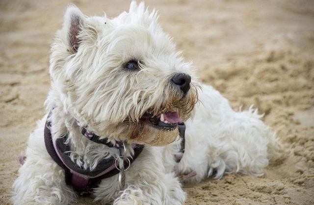 狗狗要是有这几种“状况”,多半是身体缺乏微量元素了 狗狗要是有这几种“状况”,多半是身体缺乏微量元素了