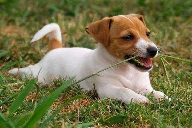 狗狗要是有这几种“状况”,多半是身体缺乏微量元素了 狗狗要是有这几种“状况”,多半是身体缺乏微量元素了