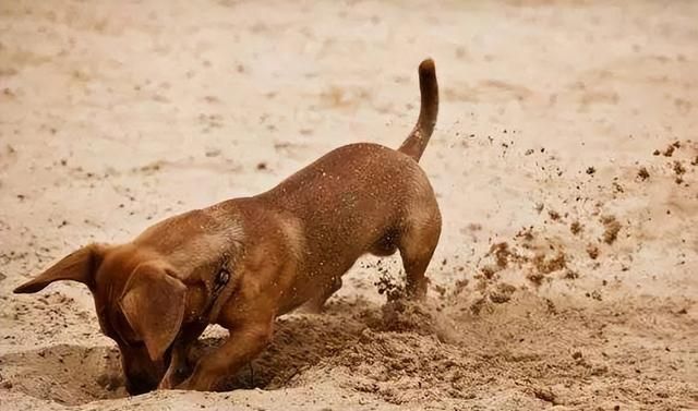 狗狗要是有这几种“状况”,多半是身体缺乏微量元素了 狗狗要是有这几种“状况”,多半是身体缺乏微量元素了