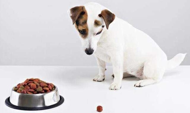 狗狗要是有这几种“状况”,多半是身体缺乏微量元素了 狗狗要是有这几种“状况”,多半是身体缺乏微量元素了