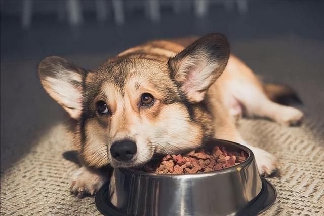 狗狗要是有这几种“状况”,多半是身体缺乏微量元素了 狗狗要是有这几种“状况”,多半是身体缺乏微量元素了