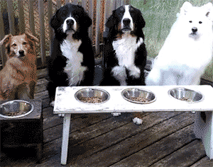 狗狗要是有这几种“状况”,多半是身体缺乏微量元素了 狗狗要是有这几种“状况”,多半是身体缺乏微量元素了