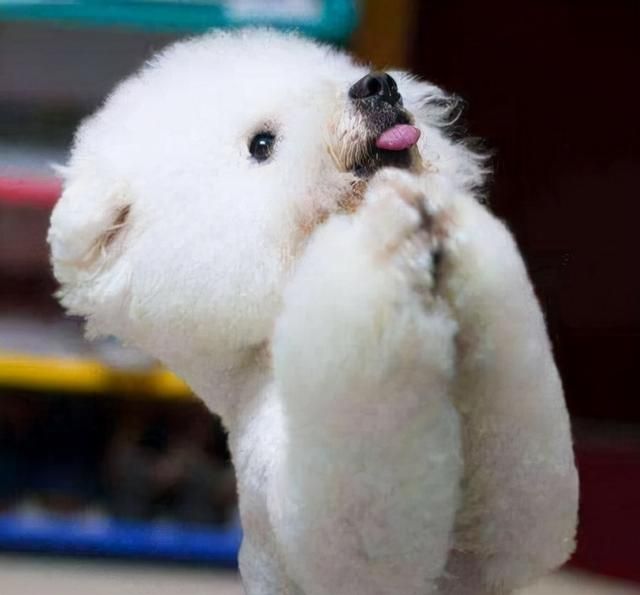 狗狗用前肢“扒拉”你，无非是有这些“小心思”