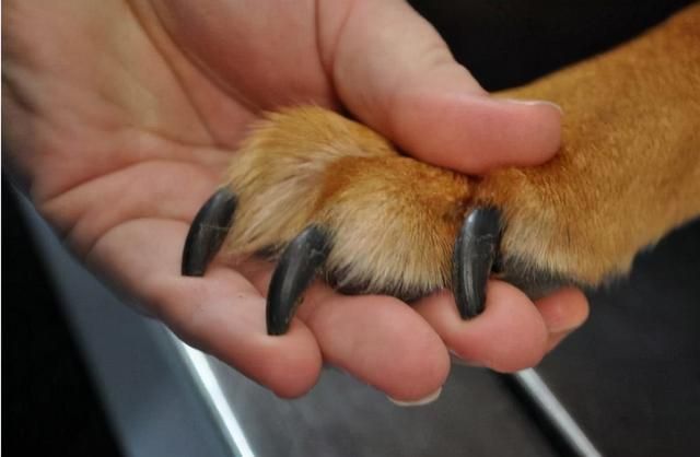 狗狗用前肢“扒拉”你，无非是有这些“小心思”