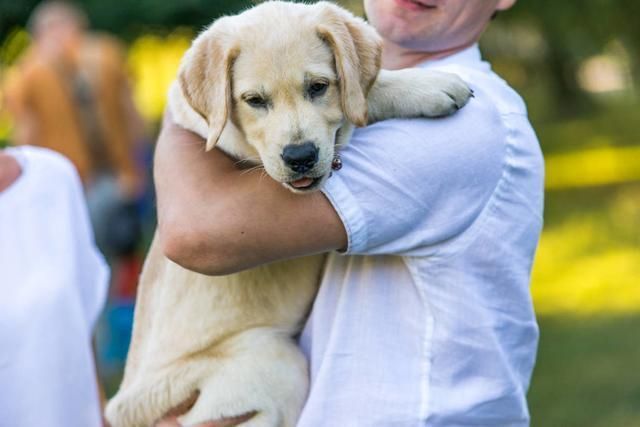 狗狗用前肢“扒拉”你，无非是有这些“小心思”