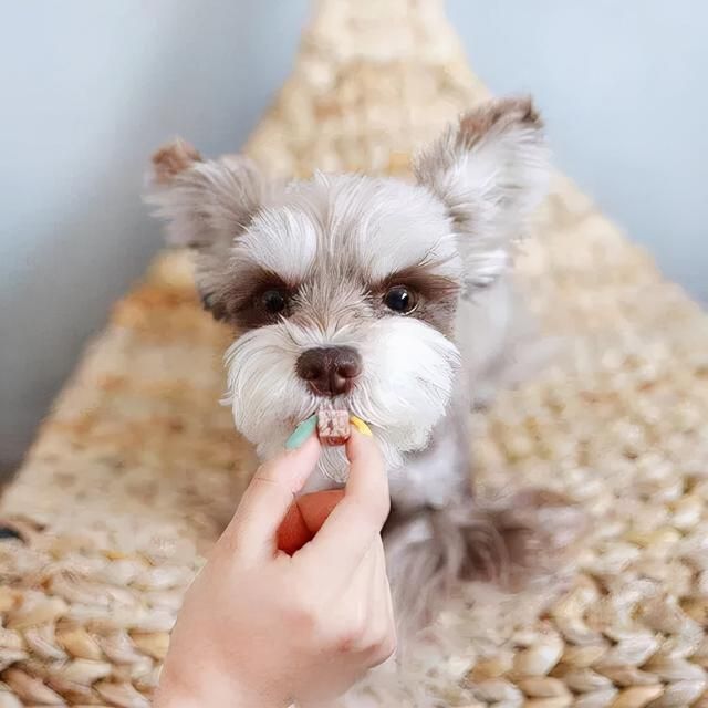 狗狗用前肢“扒拉”你，无非是有这些“小心思”