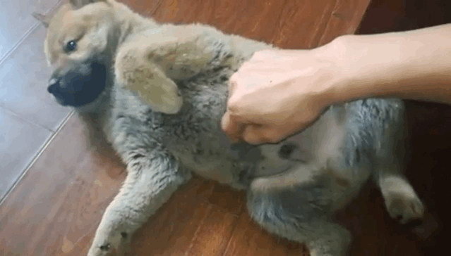 狗狗用前肢“扒拉”你，无非是有这些“小心思”