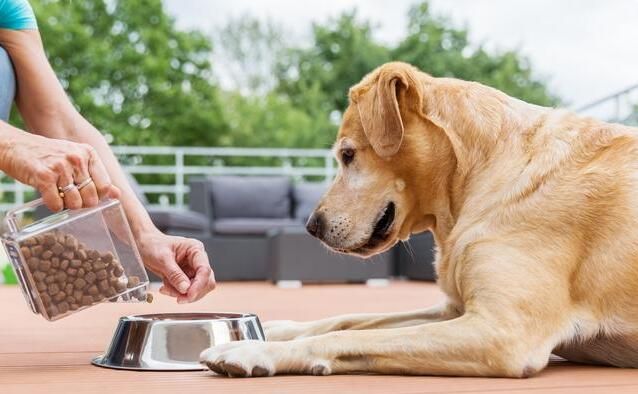 狗狗用前肢“扒拉”你，无非是有这些“小心思”