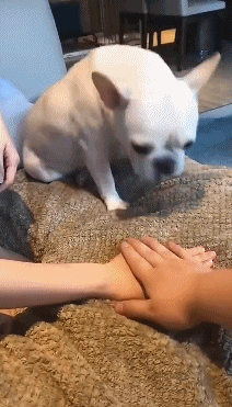 为啥养法国斗牛犬的人变多了？网友：养了后真香