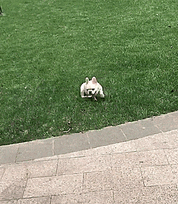 为啥养法国斗牛犬的人变多了？网友：养了后真香