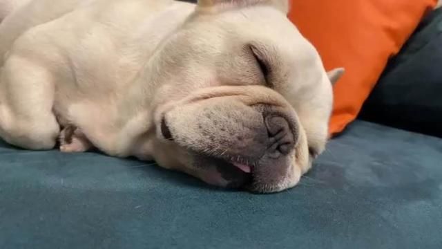 为啥养法国斗牛犬的人变多了？网友：养了后真香