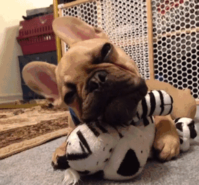 为啥养法国斗牛犬的人变多了？网友：养了后真香