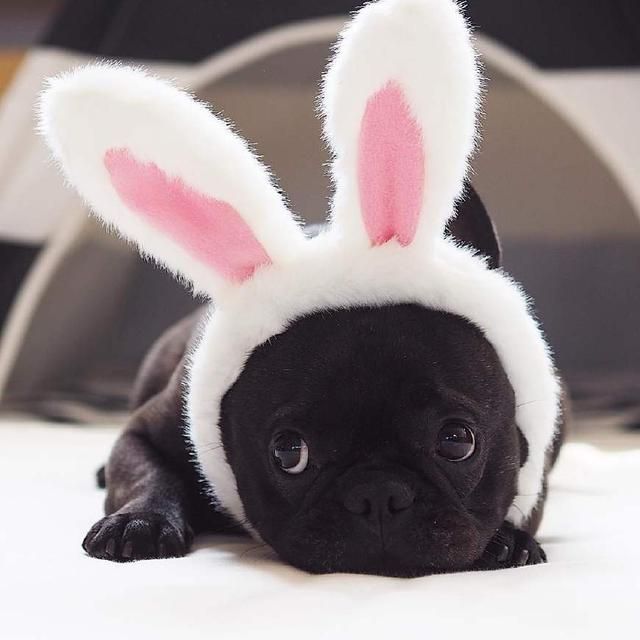 为啥养法国斗牛犬的人变多了？网友：养了后真香