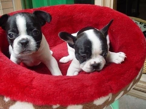 为啥养法国斗牛犬的人变多了？网友：养了后真香