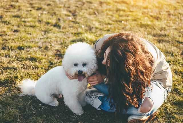 比熊犬怎么养?幼年到老年的正确饲养方法 比熊犬怎么养?幼年到老年的正确饲养方法