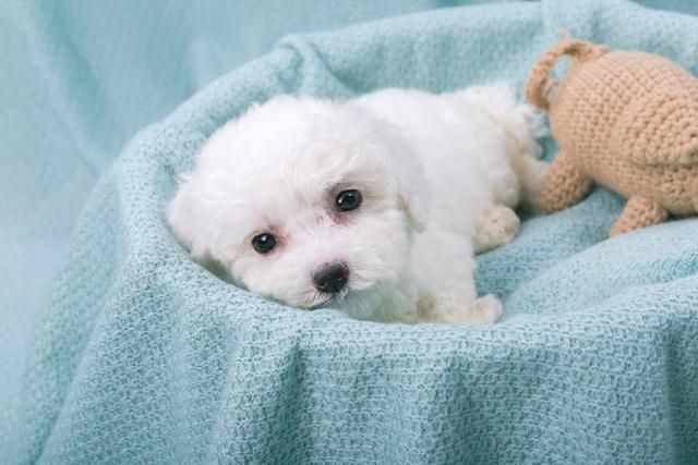 比熊犬怎么养?幼年到老年的正确饲养方法 比熊犬怎么养?幼年到老年的正确饲养方法