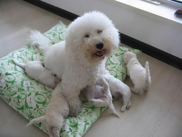 比熊犬怎么养?幼年到老年的正确饲养方法 比熊犬怎么养?幼年到老年的正确饲养方法