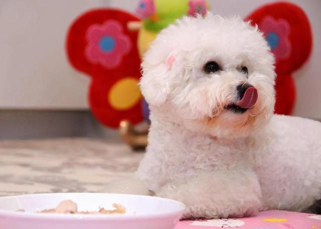 比熊犬怎么养?幼年到老年的正确饲养方法 比熊犬怎么养?幼年到老年的正确饲养方法