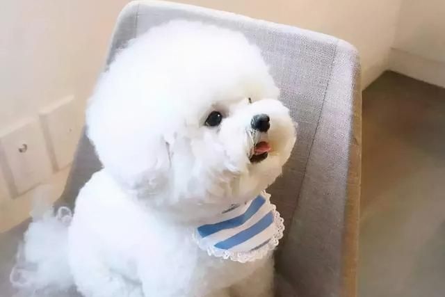 比熊犬怎么养?幼年到老年的正确饲养方法 比熊犬怎么养?幼年到老年的正确饲养方法