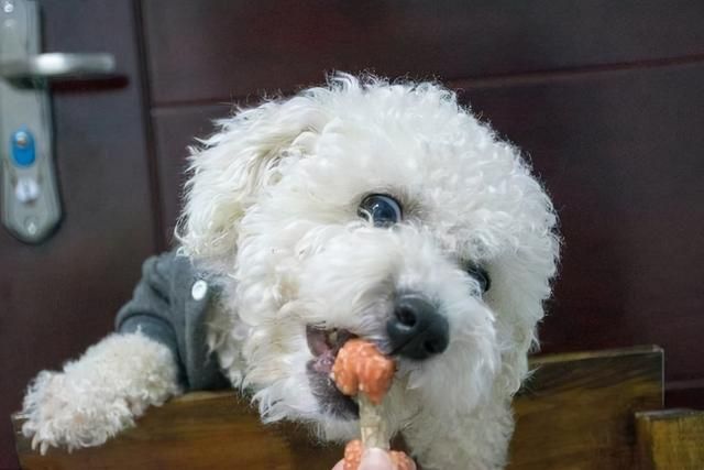 比熊犬怎么养?幼年到老年的正确饲养方法 比熊犬怎么养?幼年到老年的正确饲养方法