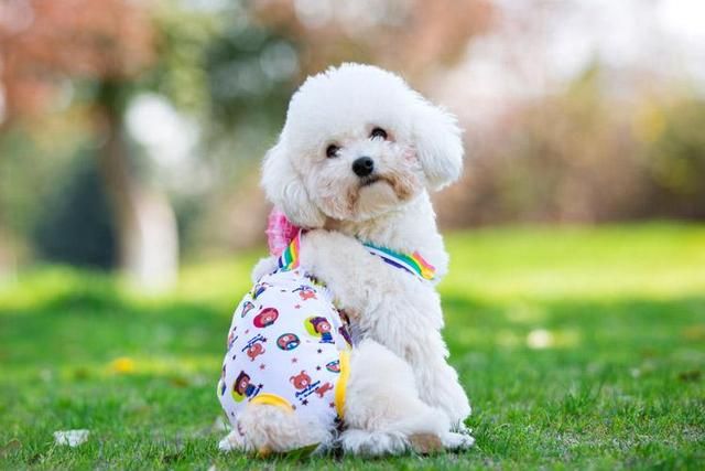 比熊犬怎么养?幼年到老年的正确饲养方法 比熊犬怎么养?幼年到老年的正确饲养方法