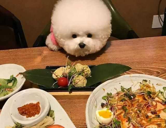 比熊犬怎么养?幼年到老年的正确饲养方法 比熊犬怎么养?幼年到老年的正确饲养方法