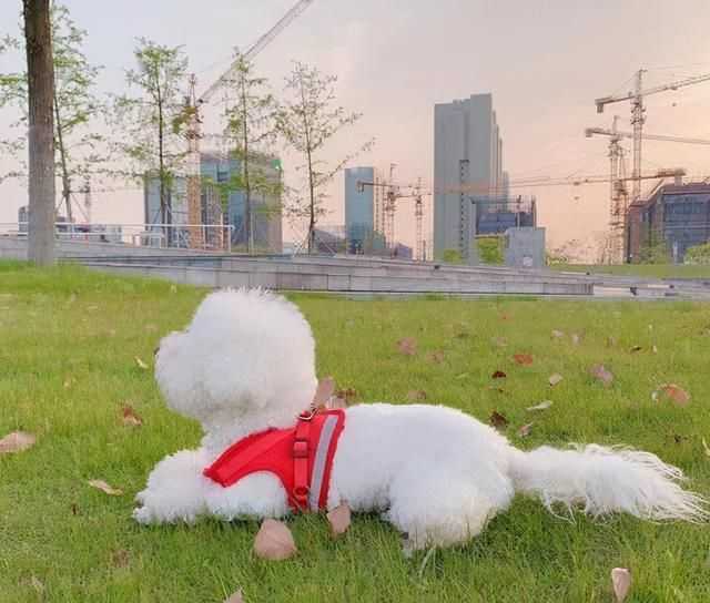 比熊犬怎么养?幼年到老年的正确饲养方法 比熊犬怎么养?幼年到老年的正确饲养方法