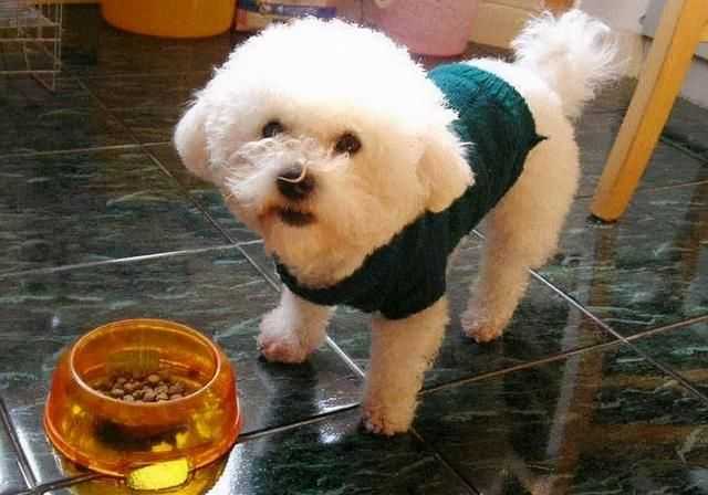 比熊犬怎么养?幼年到老年的正确饲养方法 比熊犬怎么养?幼年到老年的正确饲养方法