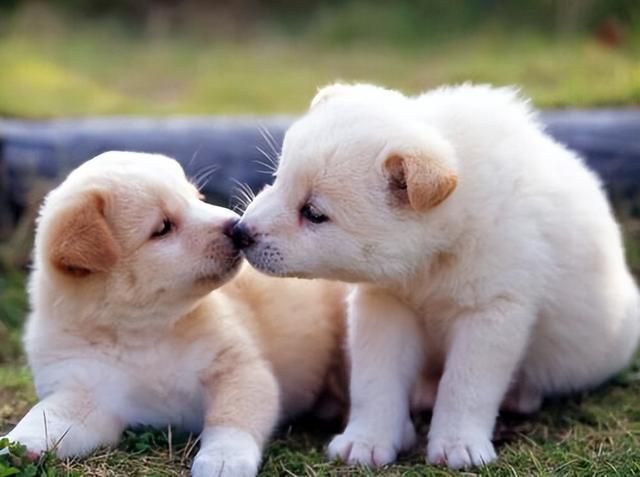 狗狗为何“抬腿”尿尿,其中的原因你可能还不清楚 狗狗为何“抬腿”尿尿,其中的原因你可能还不清楚