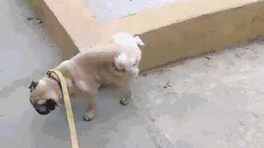 狗狗为何“抬腿”尿尿,其中的原因你可能还不清楚 狗狗为何“抬腿”尿尿,其中的原因你可能还不清楚