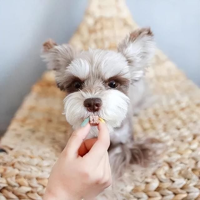 狗狗为何“抬腿”尿尿,其中的原因你可能还不清楚 狗狗为何“抬腿”尿尿,其中的原因你可能还不清楚