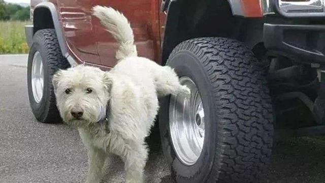 狗狗为何“抬腿”尿尿,其中的原因你可能还不清楚 狗狗为何“抬腿”尿尿,其中的原因你可能还不清楚