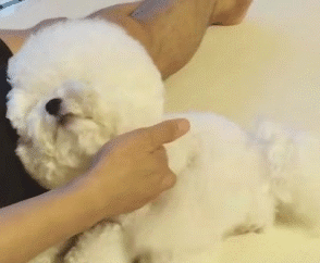 原来比熊“睡觉”的位置,和铲屎官脱不了关系 原来比熊“睡觉”的位置,和铲屎官脱不了关系