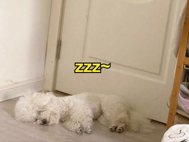 原来比熊“睡觉”的位置,和铲屎官脱不了关系 原来比熊“睡觉”的位置,和铲屎官脱不了关系