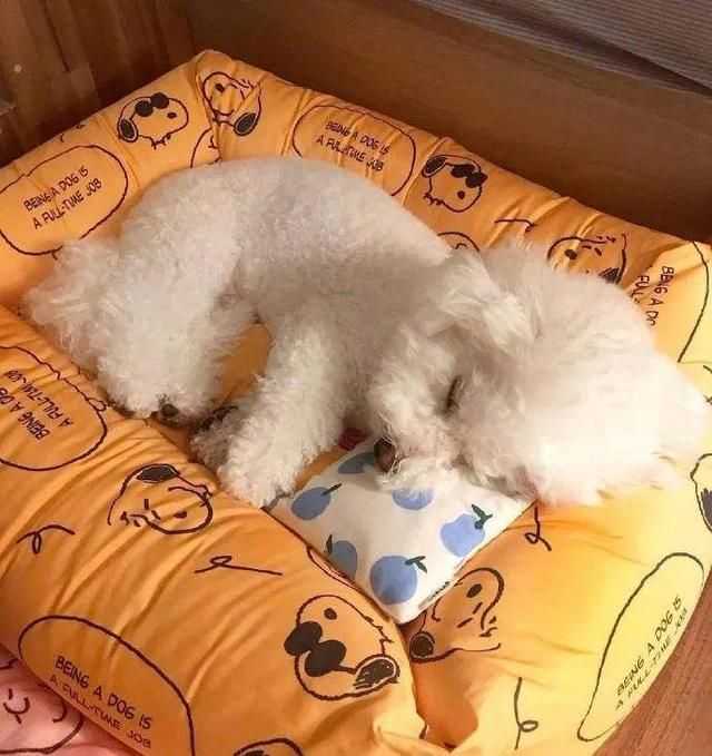 原来比熊“睡觉”的位置,和铲屎官脱不了关系 原来比熊“睡觉”的位置,和铲屎官脱不了关系