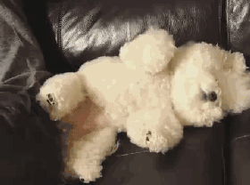 原来比熊“睡觉”的位置,和铲屎官脱不了关系 原来比熊“睡觉”的位置,和铲屎官脱不了关系