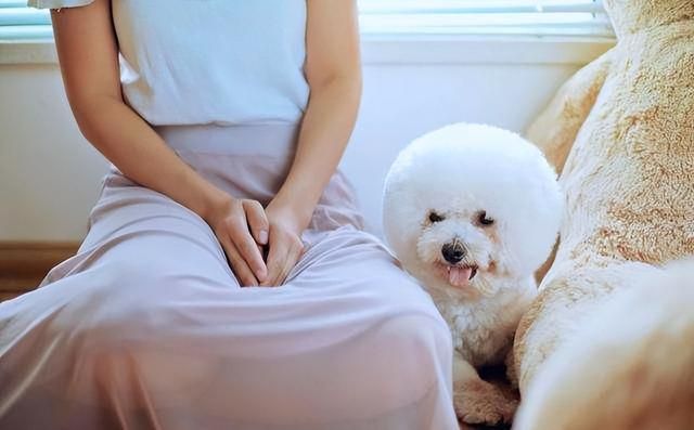 原来比熊“睡觉”的位置,和铲屎官脱不了关系 原来比熊“睡觉”的位置,和铲屎官脱不了关系