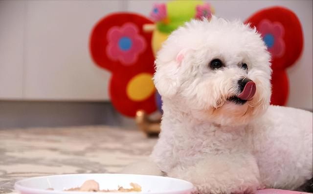 原来比熊“睡觉”的位置,和铲屎官脱不了关系 原来比熊“睡觉”的位置,和铲屎官脱不了关系