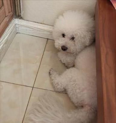 原来比熊“睡觉”的位置,和铲屎官脱不了关系 原来比熊“睡觉”的位置,和铲屎官脱不了关系